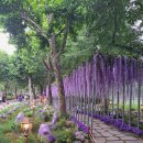 25.06.13(금). 보라매공원 - 2025 국제 정원박람회 이미지