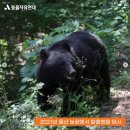[동의 요청] 곰 사육 금지 및 보호에 관한 특별법안 통과에 관한 청원 이미지