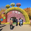 대구 수목원 국화축제 이미지