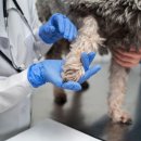 조이동물병원 이미지