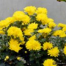 내가초교 이미지