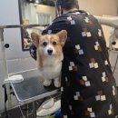 폼나고폼나개 이미지