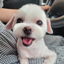 몽쁘띠끄 이미지