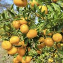 스테이만디 이미지