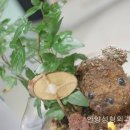 스페셜성형외과