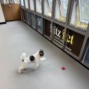 리츠펫 강남세곡점 네이버블로그