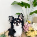 댕그리 펫 살롱 이미지