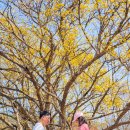 노와1리마을회관 | 대구 드라이브 코스 군위 여행 한밤마을 산수유 돌담길 갈만한곳