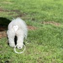 이브겨울이네펜션 | [부산/경남] 부산 근교 기장 독채애견펜션 &#39;이브겨울이네펜션&#39; 개인수영장에서 놀다 온 후기!