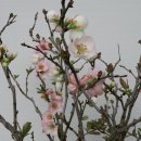 명자나무 Daum카페