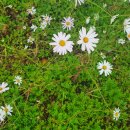 부흥목장 이미지