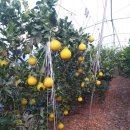 왕눈이농장 이미지