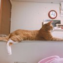 말랑슈슈