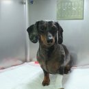 루원하이동물병원 이미지