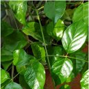 해피트리 이미지