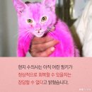 분홍고양이