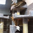 카페거리 동물병원 동행 이미지