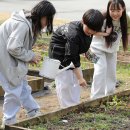 꿀벌 실종을 막아라! - 초등학교 화단에 꽃을 심다 이미지