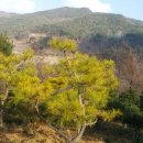 황금소나무 이미지