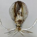 연체동물 - 두족綱 - 폐안目 - 꼴뚜기科 - 흰꼴뚜기 이미지