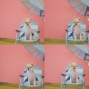 멍냥이발소 이미지