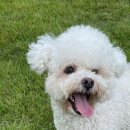 딩가댕댕 이미지