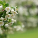 사과꽃 향기는 바람 이미지