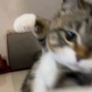 보넥도 팝업 노장르[No Genre] 팝업스토어 후기