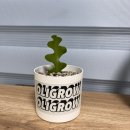 반려식물 키우기 ‘올리그리우(Oligrow)’ 선인장 귀여워