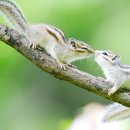 아기다람쥐 이미지