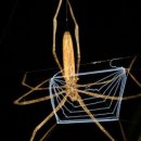 [주의]다양한 거미들의 사냥기술 (거미주의) 이미지