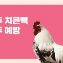 계두농장 네이버블로그