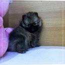 스마일퍼피 강아지분양 동탄점 | 김포강아지분양 처음 결심부터 한달 후기
