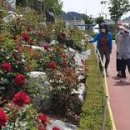 장미의거리10 이미지