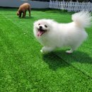 포포퍼피 이미지