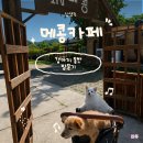 남양주 메콩카페 실내 애견동반 규정, 강아지 운동장 솔직후기