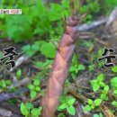 법인누리보듬 | 오늘저녁 죽순, 새참 줍쇼 담양 유춘영 죽순 파는 곳 택배 배송 온라인 주문 방법 - 6월 7일 방영 박이준