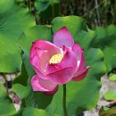 연꽃마을건넌들 이미지