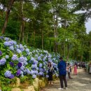 해남 땅끝마을 포레스트수목원 수국 축제♧♧..해남 목포구등대.♡38,000.조중식(찰밥).37석리무진운행 이미지