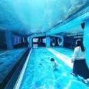 📍제주 아쿠아플라넷 솔직후기｜20개월 아기와 함께한 힐링 코스! 관람 꿀팁까지 총정리