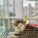광주 고양이분양 브로스펫 이미지