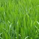 은정농장 이미지