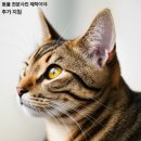 행복한 냥이네 | 고양이무료분양 현실적인 후기, 샵 말고 건강한 가족 만나는 꿀팁 (책임비/주의사항)