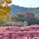 전북 정읍 가볼만한곳 정읍 핑크뮬리 정읍사문화공원 아양사랑숲 이미지