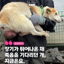 옥포태양동물병원 | [유기견 입양 후기] 장기가 튀어나온 채 버려진 아이가 집안의 태양이 되었어요.