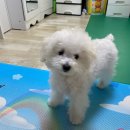 조은애견미용 이미지