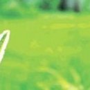 강아지풀 이미지