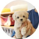 유이애견샵 | 가족이 생겼어요! 수원 애견샵 아이러브 독 수원점!!! 애견분양, 강아지분양, 말티푸(내돈내분)