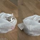 펫배달 이미지