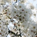 상관초등학교 이미지